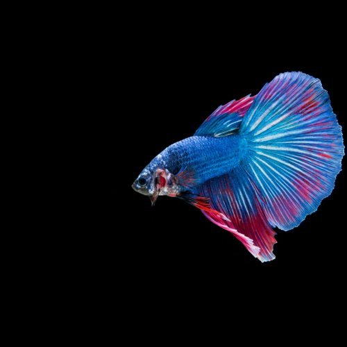 Beautiful colorful of siamese betta fish