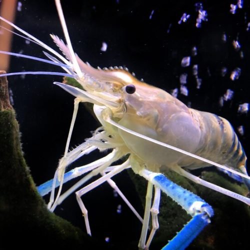 giant-freshwater-prawn-giant-river-shrimp-tank_38013-347